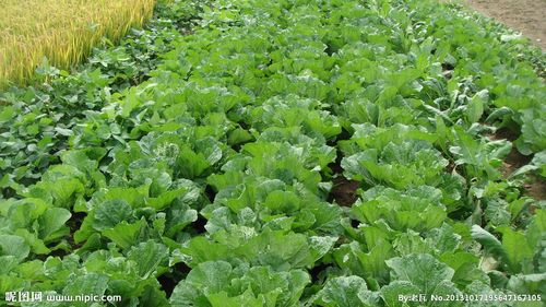 法国启动环保蔬菜种植计划 迈向绿色农业的新里程碑