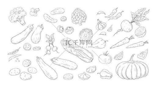 蔬菜雕刻手绘有机农产品市场来自农场的绿色健康食品单独的成熟南